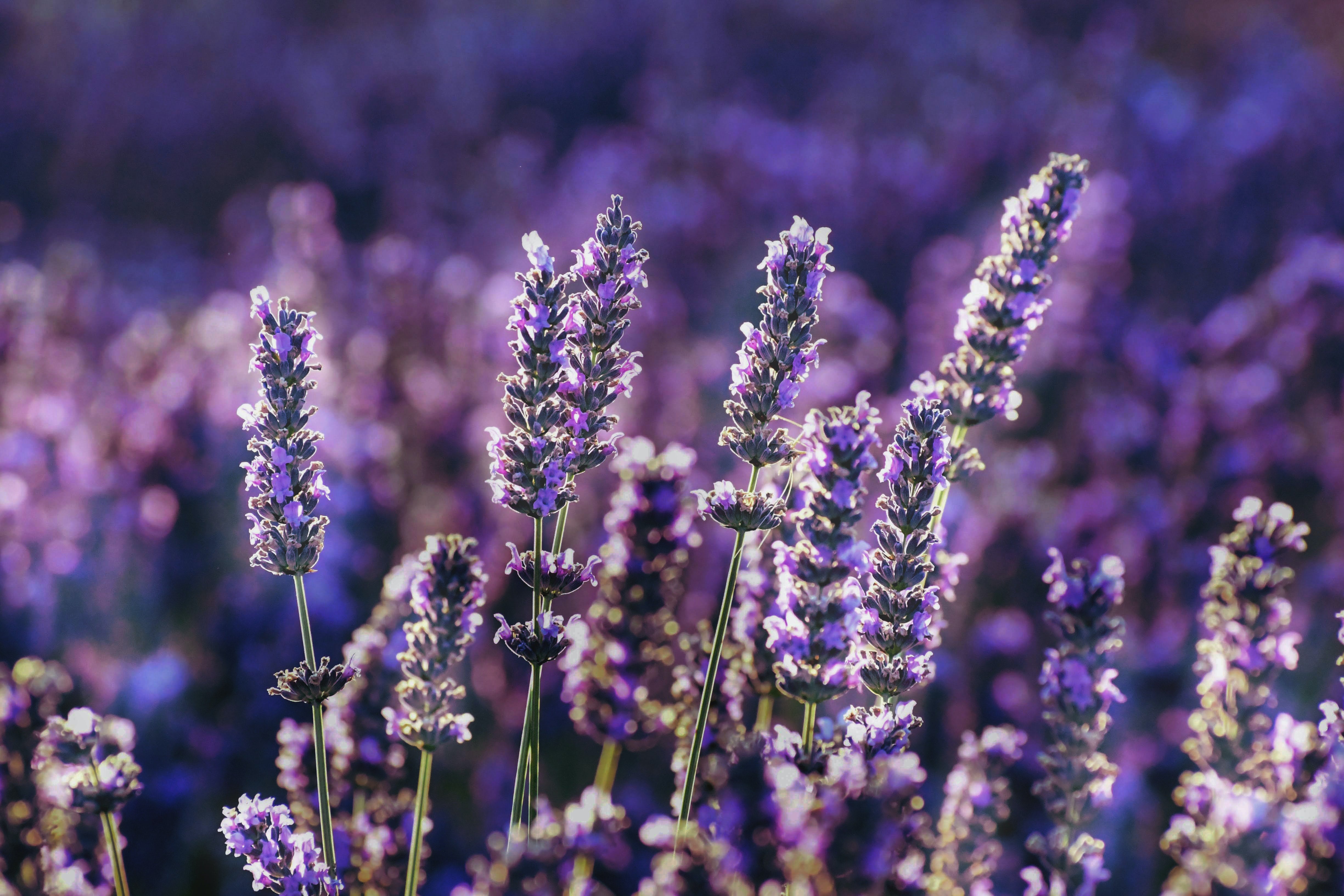Relaxing Aromatherapy Scents to Help You Sleep