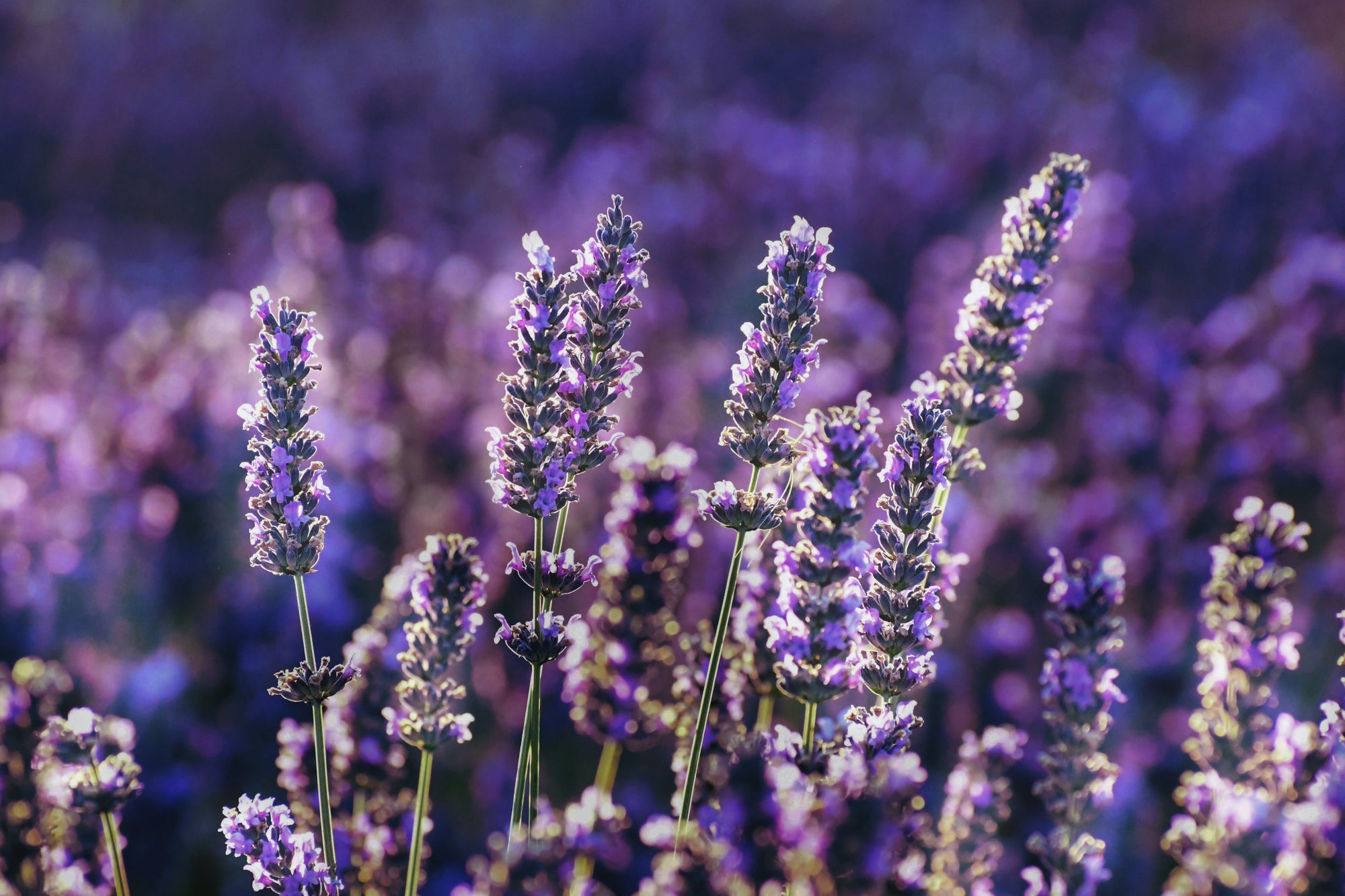 Relaxing Aromatherapy Scents to Help You Sleep